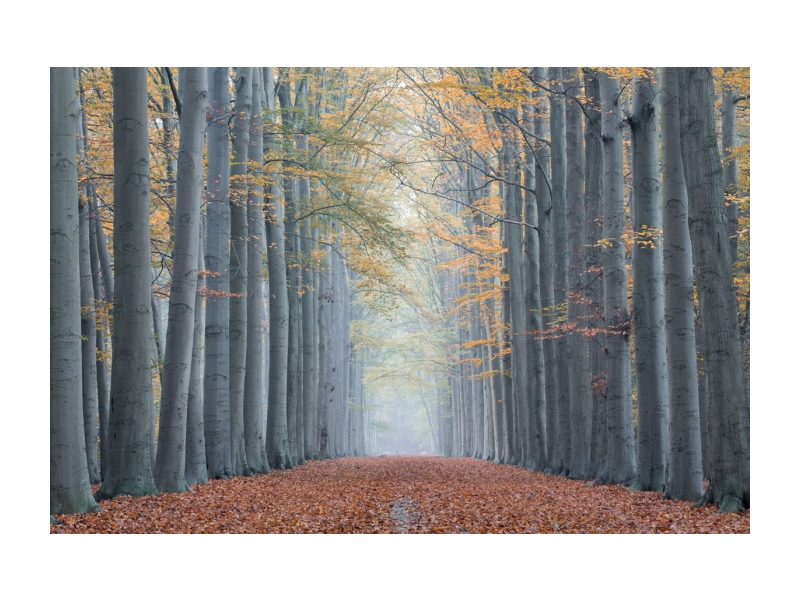 obraz na skle TREES II. 120x80cm