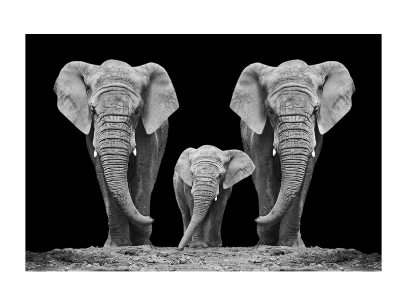 obraz na skle ELEPHANT FAMILY 120x80cm